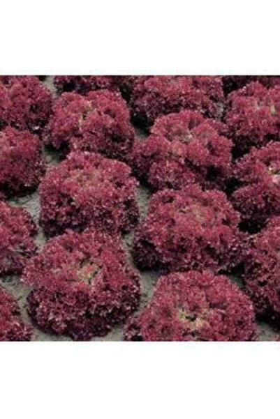 Köy Tohumları 50 Adet Tohum Nadir Akdeniz Kıvırcığı Kara Marul Tohumu Yeni Ha...