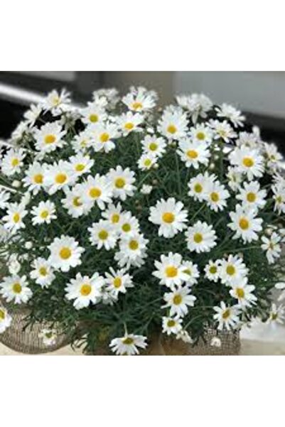 Köy Tohumları 100 Adet Tohum Saksılık Beyaz Kır Papatyası Tohumu Mezarlık Çiç...