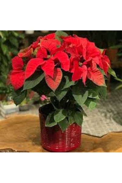 Köy Tohumları 30 Adet Tohum Nadir Atatürk Çiçeği Tohumu Mezarlık Kabir Çiçeği Ata Çiçeği