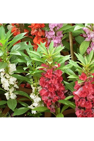 Köy Tohumları 10 Adet Tohum Nadir Karışık Kına Çiçeği Tohumu Mezarlık Kabir Ç...