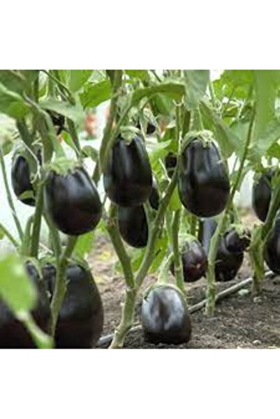 Köy Tohumları 50 Adet Tohum Organik Yeni Hasat Topak Patlıcan Tohumu Organik ...