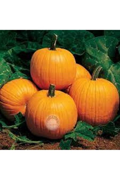 Köy Tohumları 10 Adet Tohum Organik Hobi Bahçe Sarı Bal Kabağı Tohumu Taze Ka...