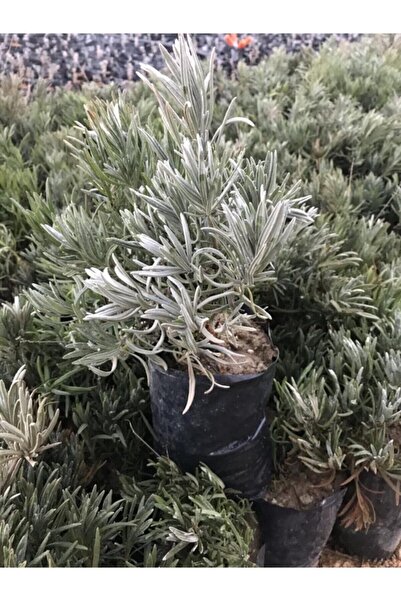 Lavender Seedling with Rooted Bag Tube 1 Piece 15 - 25 Cm Intermedia
