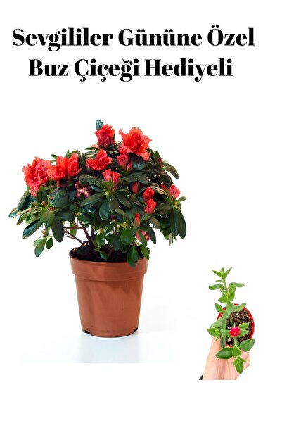 serada decor & plant Hediyelik Kırmızı Açelya Anneler Gününe Özel Buz Çiçeği ...