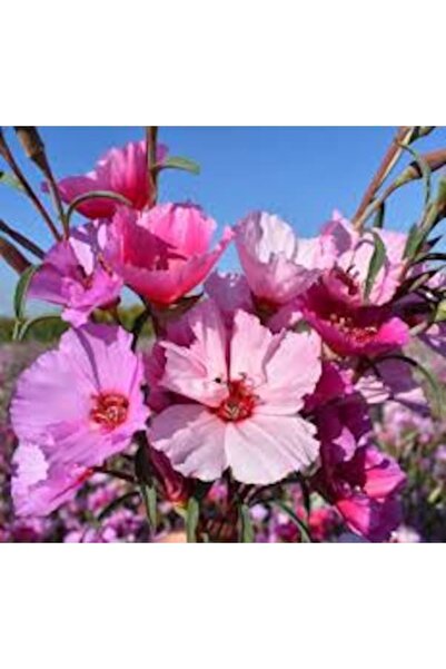 Köy Tohumları 50 Adet Tohum Karışık Çiçek Nadir Açelya Çiçeği Tohum Hediye To...