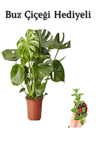 serada decor & plant Parlak Geniş Yapraklı Deve Tabanı Bitkisi Sevgililer Gün...