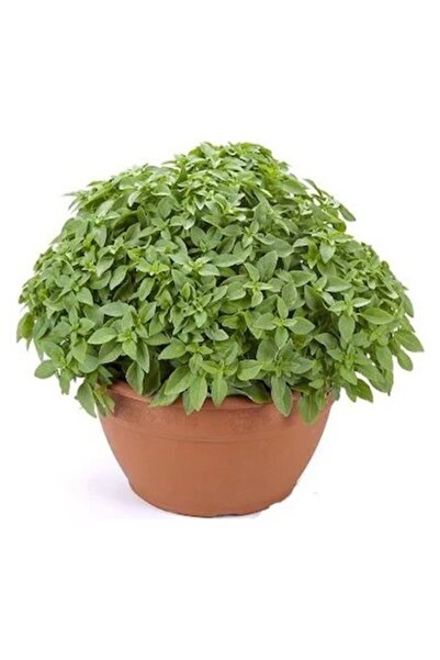 Köy Tohumları 50 Adet Tohum Fesleğen Çiçeği Tohumu Mezarlık Kabir Kokulu Fesl...