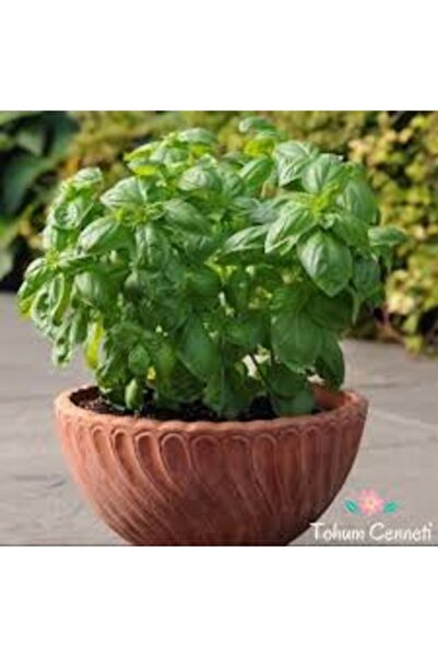 Köy Tohumları 20 Adet Tohum Nadir Top Fesleğen Çiçeği Hobi Mezarlık Kabir Çiç...