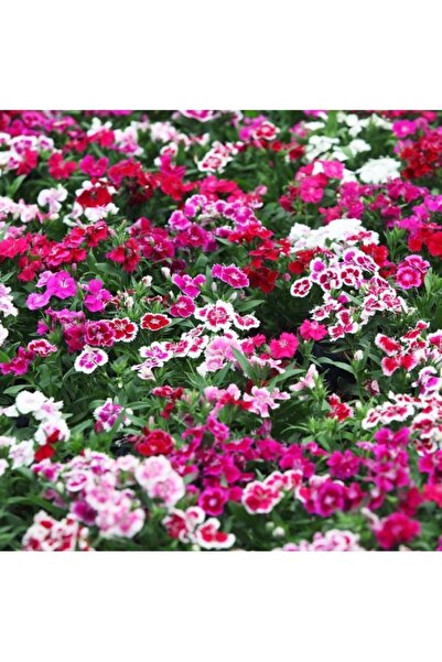 Köy Tohumları 100 Adet Tohum Karışık Çin Karanfili Çiçeği Mezarlık Kabir Çiçe...