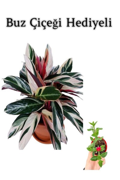 serada decor & plant Pembe Renk Dua Katalya Çiçeği Sevgililer Gününe Özel BUZ...