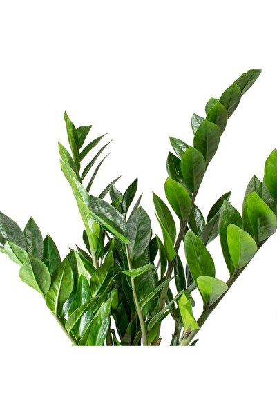 Bizgetiriyoruz Zamia Zamioculcas Zamiifolia - Zeze Çiçeği - Ev Ofis Salon Bitkisi 40-50 Cm