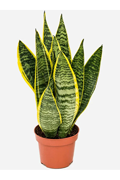 Bizgetiriyoruz Sansevieria Trifasciata Paşa Kılıcı Peygamber Kılıç Çiçeği 50-...