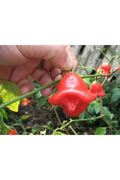 Köy Tohumları 25 Adet Tohum Nadir Organik Kırmızı Gül Biber Tohumu Yeni Hasat...