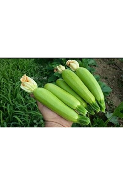 Köy Tohumları 20 Adet Tohum Organik Bahçe Beyaz Dolmalık Kurutmalık Köy Kabak...