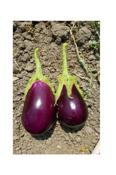 Köy Tohumları 50 Adet Tohum Nadir Antep Mor Dolmalık Patlıcan Tohumu Köy Tohu...