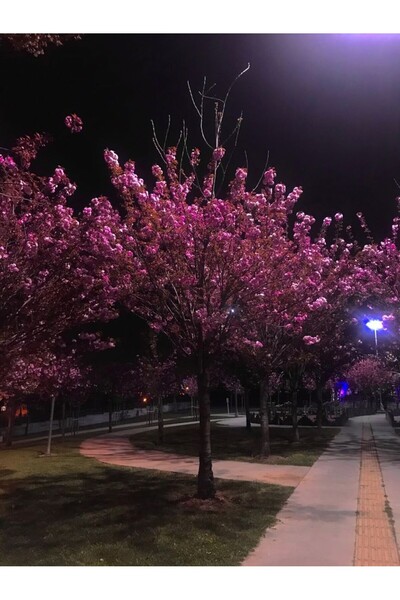 doğaşık 2 Adet Erguvan Fidanı | Cercis Siliquastrum | Muhteşem Mor Çiçekli Gösterişli Süs Ağacı
