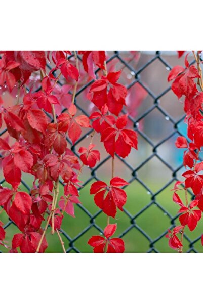 Köy Tohumları 150 Adet Tohum Organik Köy Amerikan Sarmaşık Duvar Sarmaşık Toh...