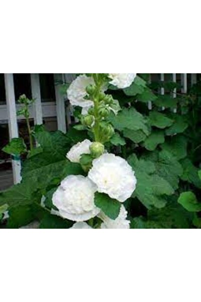 Köy Tohumları 20 Adet Tohum Nadir Bulunan Beyaz Hatmi Çiçeği Tohumu Gül Fatma Çiçekleri