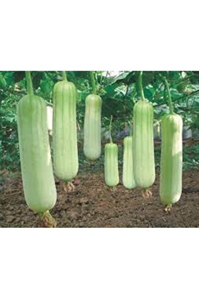 Köy Tohumları 10 Adet Tohum Organik Köy Lif Kabağı Tohumu Yeni Hasat Kabak Lifi Otantik Temiz