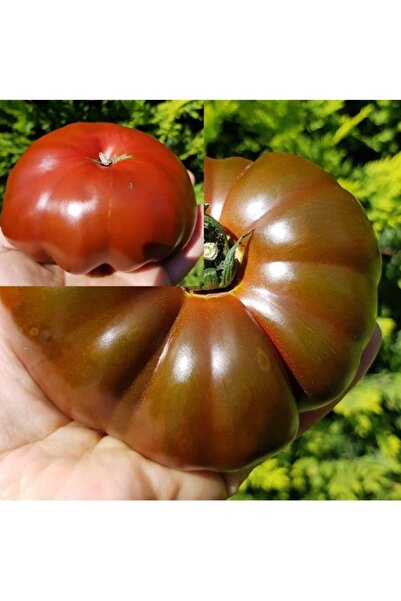 Köy Tohumları 50 Adet Tohum Alaca Komando Köy Domatesi Tohumu Hediye Tohumlu ...