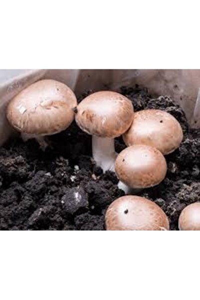 Köy Tohumları 100 Adet Tohum Nadir Kültür Mantarı Tohumu Yeni Sezon Doğal Mantar Beyaz