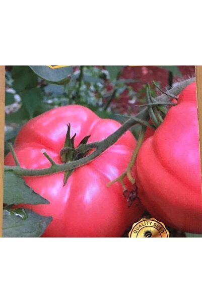 Köy Tohumları 100 Adet Tohum Nadir Dev Pembe Köy Domates Tohum Kaliteli Doğal...