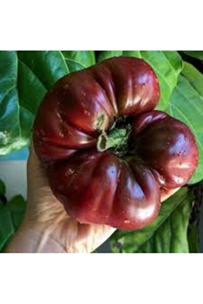 Köy Tohumları 50 Adet Tohum Nadir Nevşehir Köy Domatesi Tohumu Organik Doğal ...