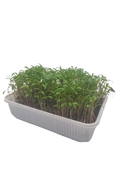 Pauls Micro Farm Evde Mikro Yeşil Deneyim Seti (Tere)