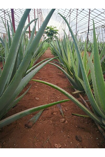 Aloe Vera Yaprağı - Jel Için 5 Kg. Taze Yaprak