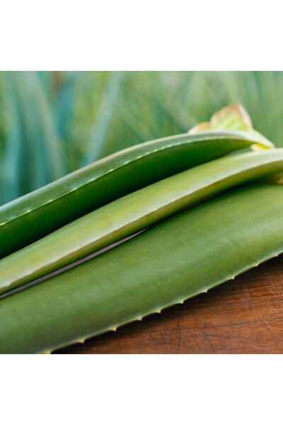 AKDENİZ ALOE VERA Aloe Vera Yaprağı - Jel Için 2 kg Taze Yaprak