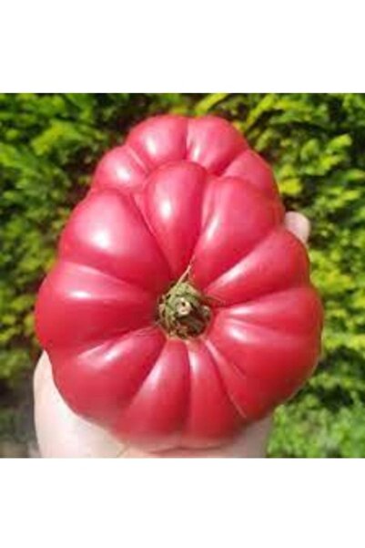 Köy Tohumları 200 Adet Tohum Nadir Afyon Tınaz Tepe İri Köy Domatesi Tohumu H...