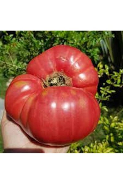 Köy Tohumları 50 Adet Tohum Nadir Organik Yerli Yassı Domates Tohumu Hediyelidir