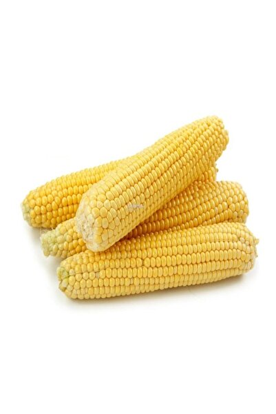 Köy Tohumları 100 Adet Tohum Organik Malatya İri Taneli Mısır Tohumu Organik ...