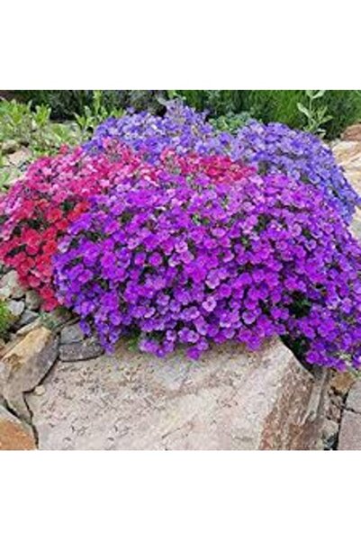 Köy Tohumları 50 Adet Tohum Mor Kraliyet Halısı Çiçeği Tohumu Mezar Kabir Çiç...