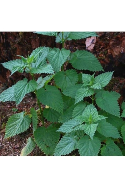 Köy Tohumları 200 Adet Tohum Nadir Şifalı Isırgan Otu Tohumu Yeni Mahsül Orga...