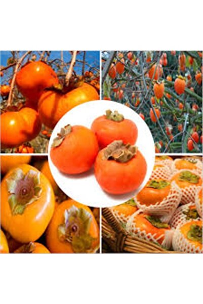 Köy Tohumları 5 Adet Tohum Organik Trabzon Bal Hurma Tohumu Trabzon Hurması T...