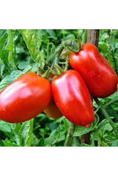 Köy Tohumları 200 Adet Tohum Bursa Domatesi Tohumu Kışlık Konservelik Domates...