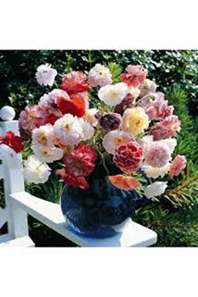 Köy Tohumları 100 Adet Tohum Nadir Karışık Susam Mezar Çiçeği Saksı Toprak He...