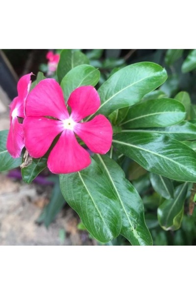 Köy Tohumları 20 Adet Tohum Nadir Kırmızı Rozet Çiçeği Tohumu Mezar Kabir Çiç...