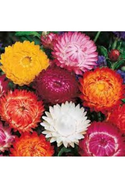 Köy Tohumları 10 Adet Tohum Nadir Karışık Kağıt Çiçeği Tohumu Mezar Kabir Çiç...