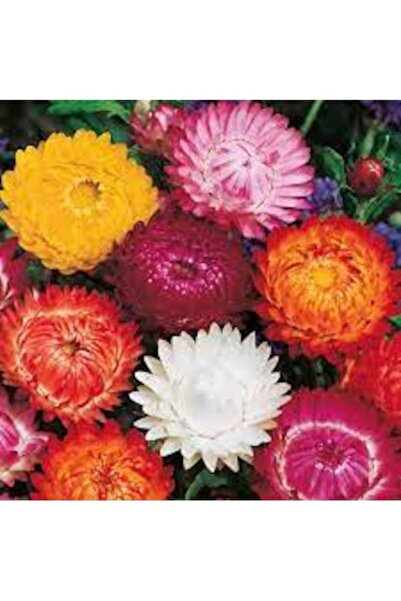 Köy Tohumları 5 Adet Tohum İthal Kağıt Çiçeği Tohumu Karışık Kağıt Çiçeği Org...