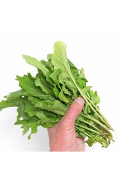 Köy Tohumları 100 Adet Tohum Organik Hobi Bahçe İzmir Yeşil Roka Tohum Nadir ...