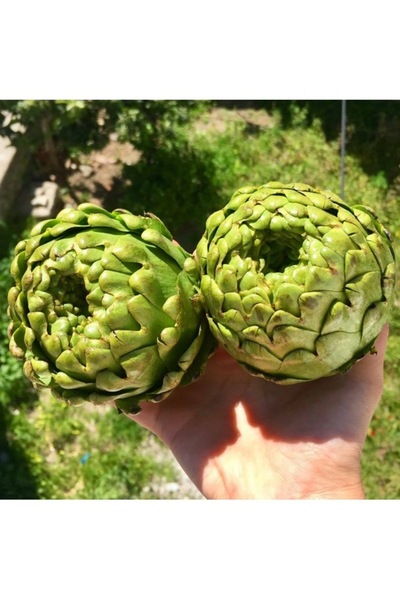 Köy Tohumları 5 Adet Tohum Organik Hobi Bahçe Enginar Tohumu Yeni Hasat Tohum...