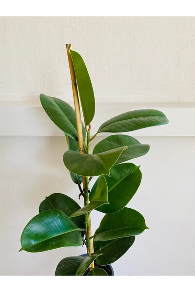 Bizgetiriyoruz Ficus Elestica Robusta - Tekli Kauçuk - Salon Ve Ofis Bitkisi ...