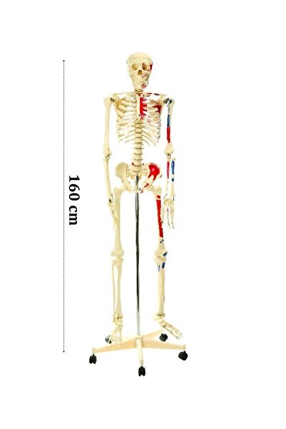 Genel Markalar İskelet Modeli 160cm İnsan İskeleti Gerçek Boyut