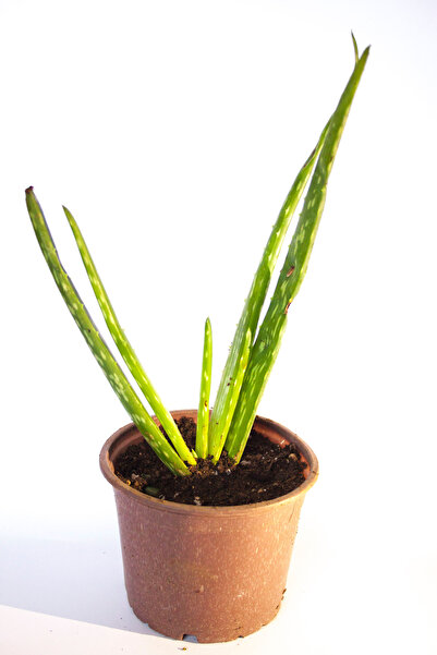 BAYRAKTAR PEYZAJ Aloe Vera Bitkisi Tıbbi Sarısabır Cilt Için Uygun Jel Aleovera 8 Cm Orta Boy Saksıda