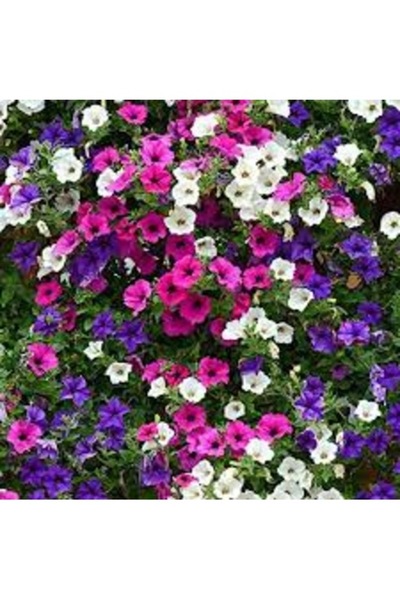 Köy Tohumları 100 Adet Tohum Organik Hobi Balkon Sarkık Petunya Çiçeği Tohumu...