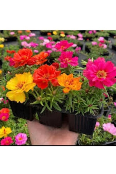 Köy Tohumları 100 Adet Tohum Organik Nadir Katmerli İpek Karışık Çiçek Tohumu...