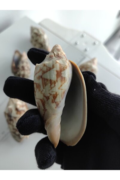 Seashell Rio Deniz Kabuğu ; Cymbiola Vespertilio / 1 Adet / 5 - 8 Cm / Deliksiz