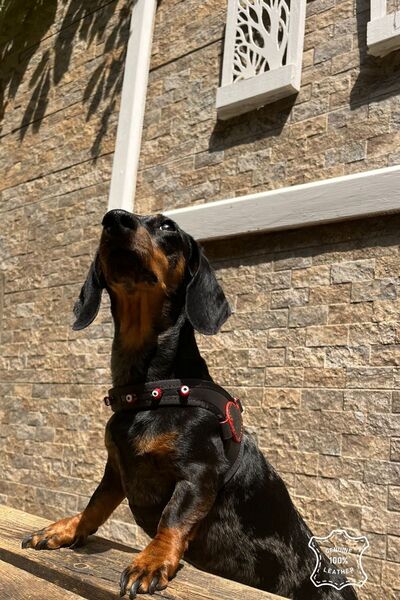 BANDOGSTYLE Karain Koleksiyon Gerçek Pull Up Deri Cam Nazar Boncuğu Işlemeli Köpek Vücut Tasması